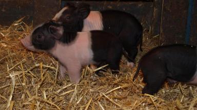 Пржезлетицкая черно-пегая порода свиней