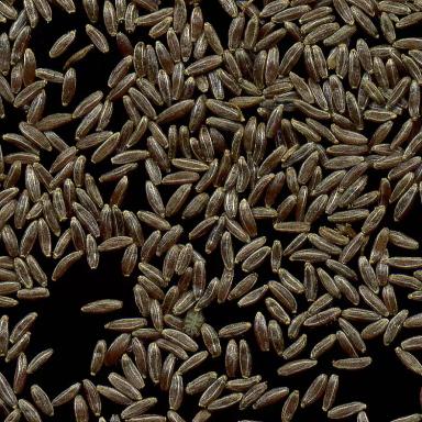 Полынь обыкновенная