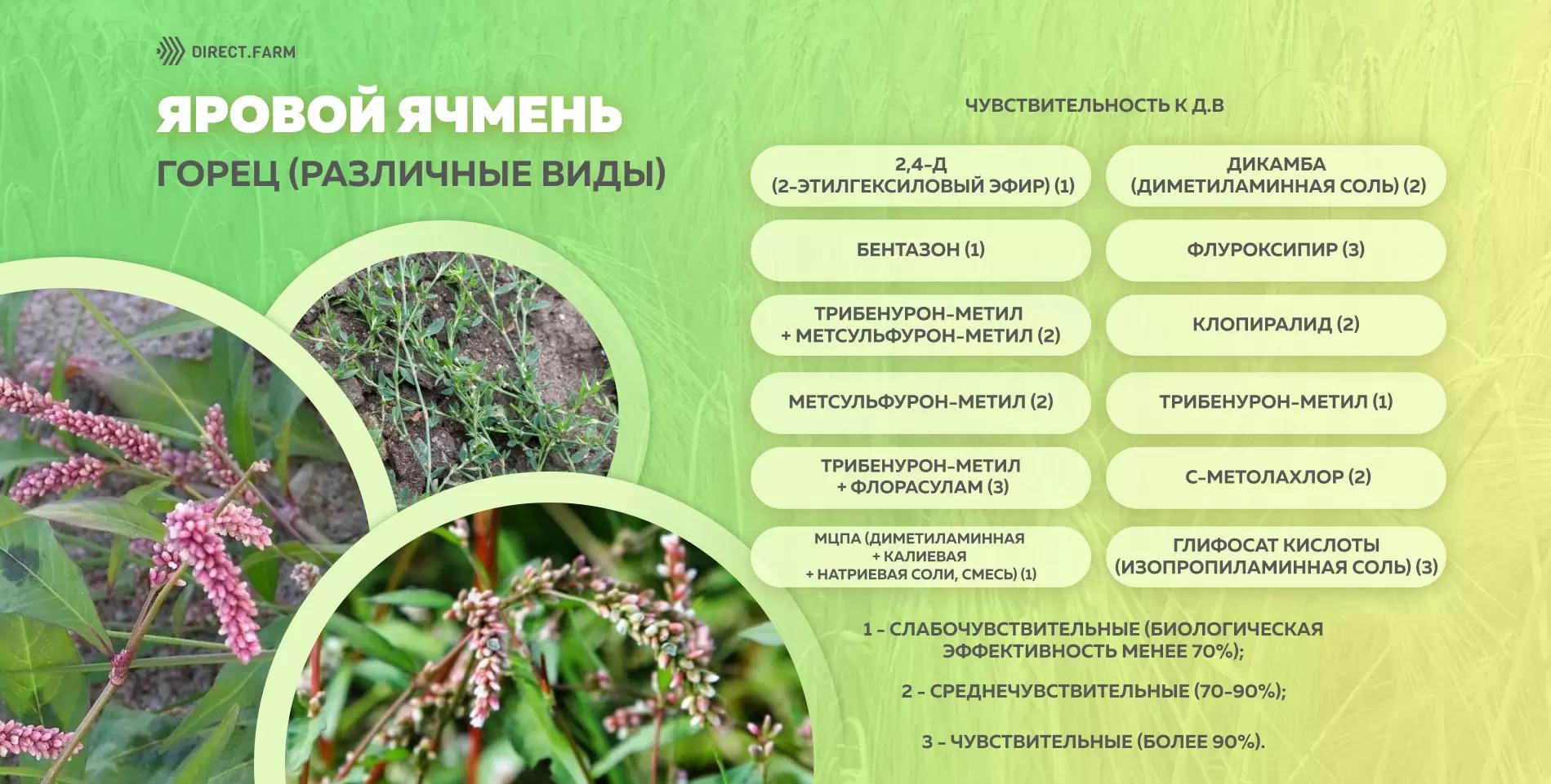 Шпаргалка чувствительности различных видов горца к д.в. гербицидов