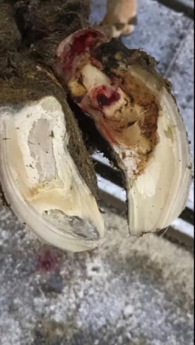 Торцовые копытца