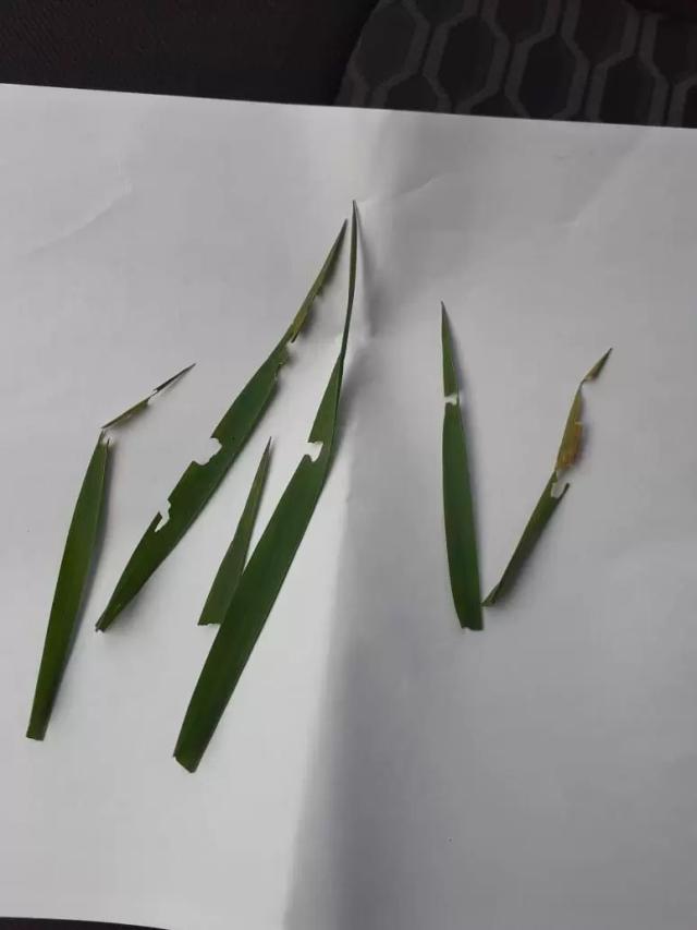 Вопросы из чатов: кто грызет пшеницу?