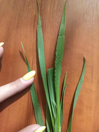 С Чем Связана Такая Деформация Листьев? 