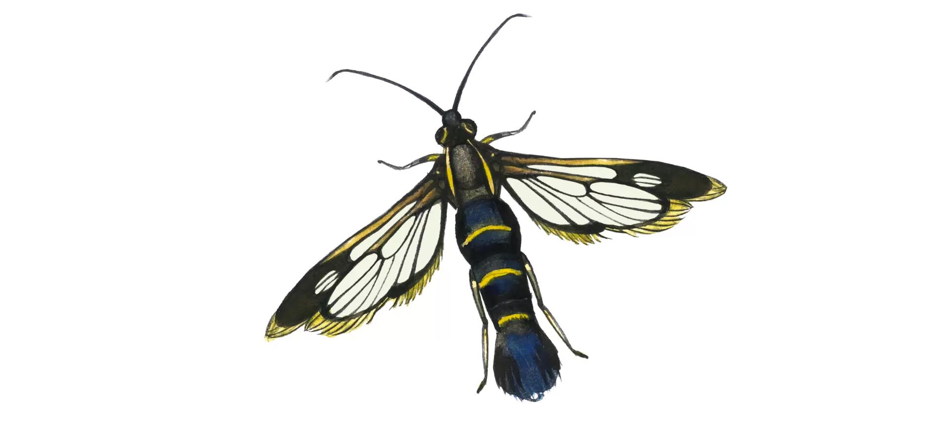 Стеклянница смородиновая