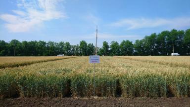 Дуплет сорт мягкой озимой пшеницы