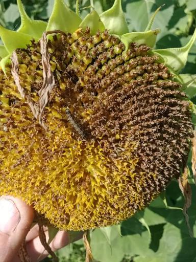 Вопросы из чатов: чем провести обработку?