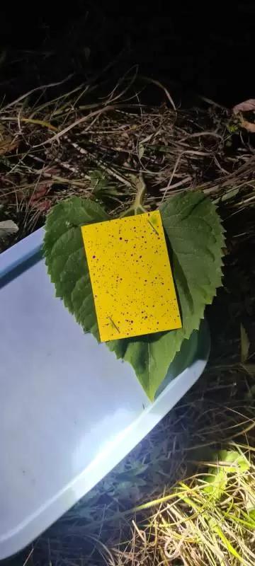 Опыт внесения МикроСолар жидкий Бор с помощью дрона XAG P100