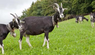 Граубюнденская лучистая