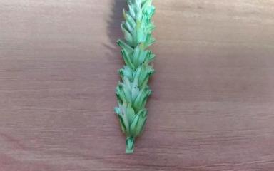 Вопросы из чатов: что за болезнь?