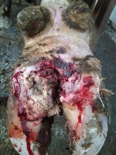 Протокол лечения копытной гнили