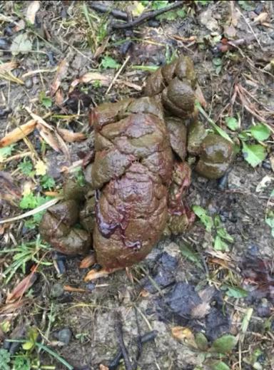 Вопросы из чатов: отчего у овцы кровь в навозе?