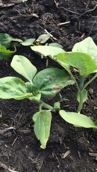 Что с подсолнечником?