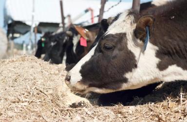 Инновационный продукт на основе глюкогептоната кобальта Zinpro® COPRO®