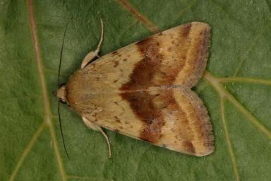 Люцерновая совка