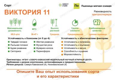 Виктория 11 сорт мягкой озимой пшеницы