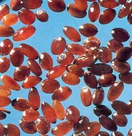 Дескурайния Софии