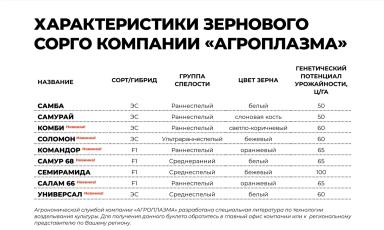 Самурай сорт зернового сорго