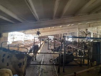 Как солнечное излучение может вызвать хромоту у коров