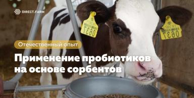 Влияние пробиотиков на основе сорбентов на интенсивность роста телят