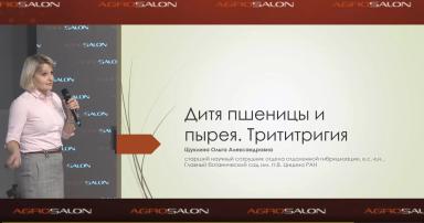 Трититригия - многолетняя пшеница