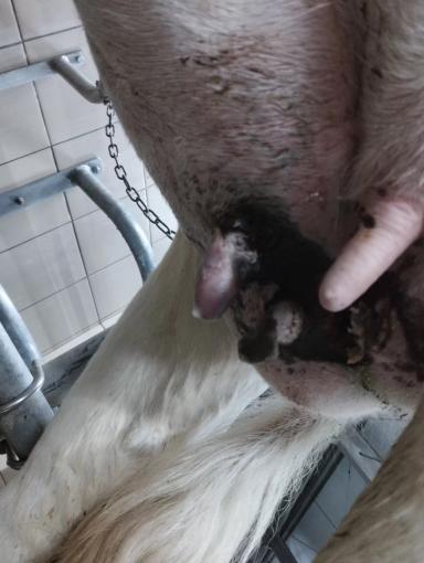 Страшное дело. Отгрызаны Соски