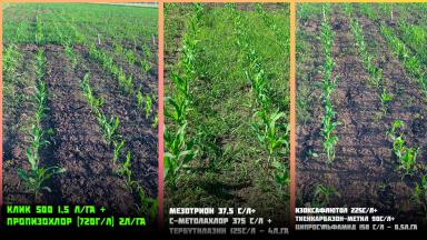 КЛИК®  500 - решение проблемы двудольных сорняков для кукурузы и подсолнечника!