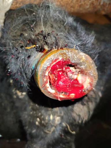 Обезвоживание.