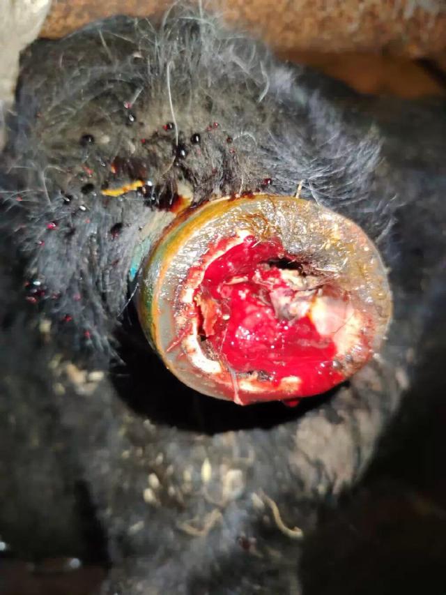 Обезвоживание.