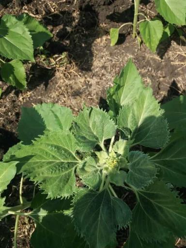 Заостренные листья подсолнечника