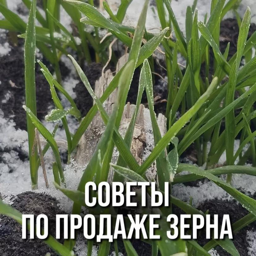 СОВЕТЫ ПО ПРОДАЖЕ СВОЕГО ЗЕРНА