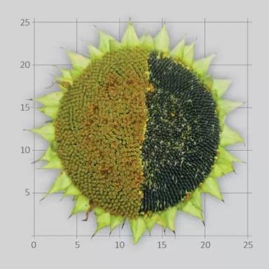 ЛГ 5543 КЛ подсолнечник
