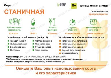 Станичная сорт мягкой озимой пшеницы