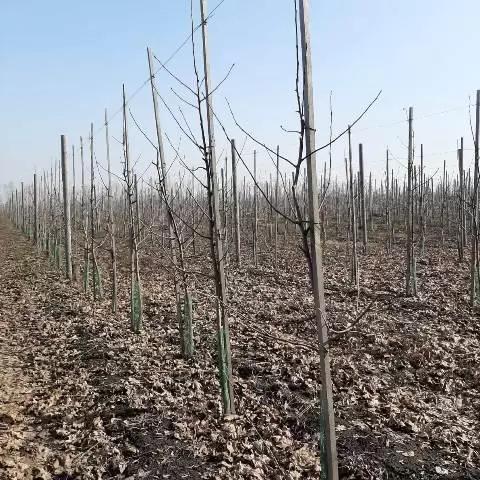 Предлагаем разработку проекта закладки сада