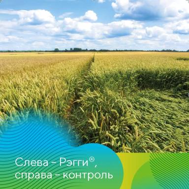 Регулятор роста на зерновые культуры