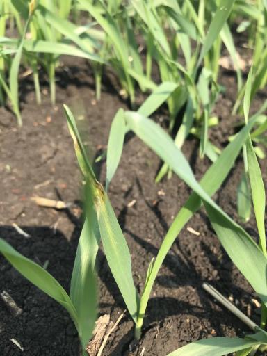 Сетка на всходах ярового ячменя.