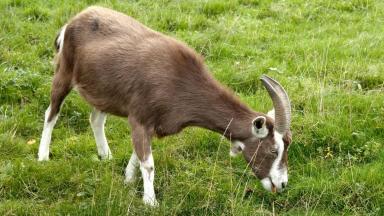 Тюрингийская лесная