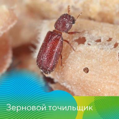 Принципы правильного хранения зерна