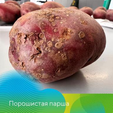 Проверьте картофель перед посадкой!