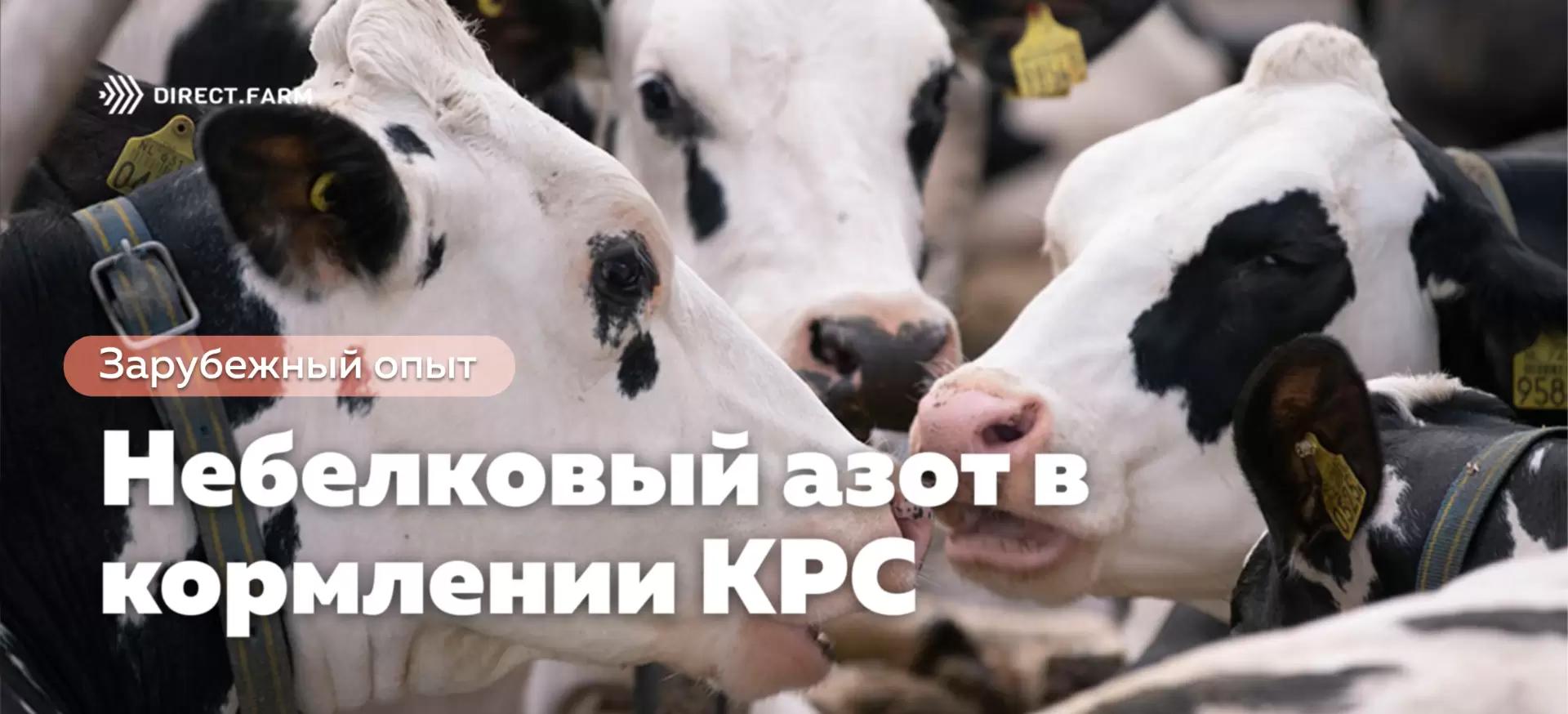 Небелковый азот в кормлении молочного скота