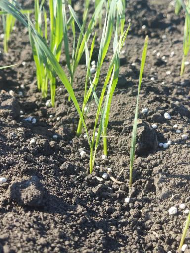 Удобрил картофель на огороде