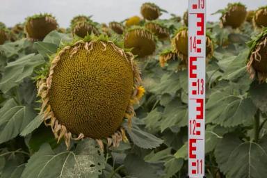 Арис - гибрид подсолнечника (Helianthus annuus L.) .