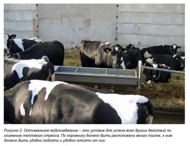 Как спасти корову от жары?