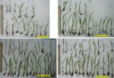 Метод предпосевной обработки семян оптическим когерентным излучением