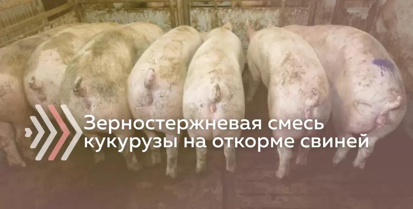 Зерностержневая смесь кукурузы (Corn-Cob-Mix) на откорме свиней