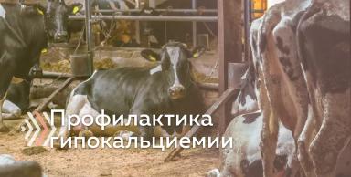 Профилактика родильного пареза с помощью кальциевых болюсов