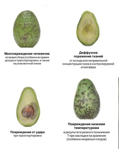 ПОСЛЕ ЭТОГО ВЫ НЕ СМОЖЕТЕ СМОТРЕТЬ НА АВОКАДО ПО-ПРЕЖНЕМУ 😁