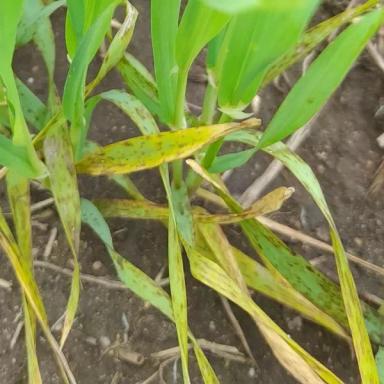 Угроза: Гельминтоспориозные пятнистости