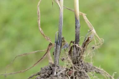 Офиоболезная корневая гниль