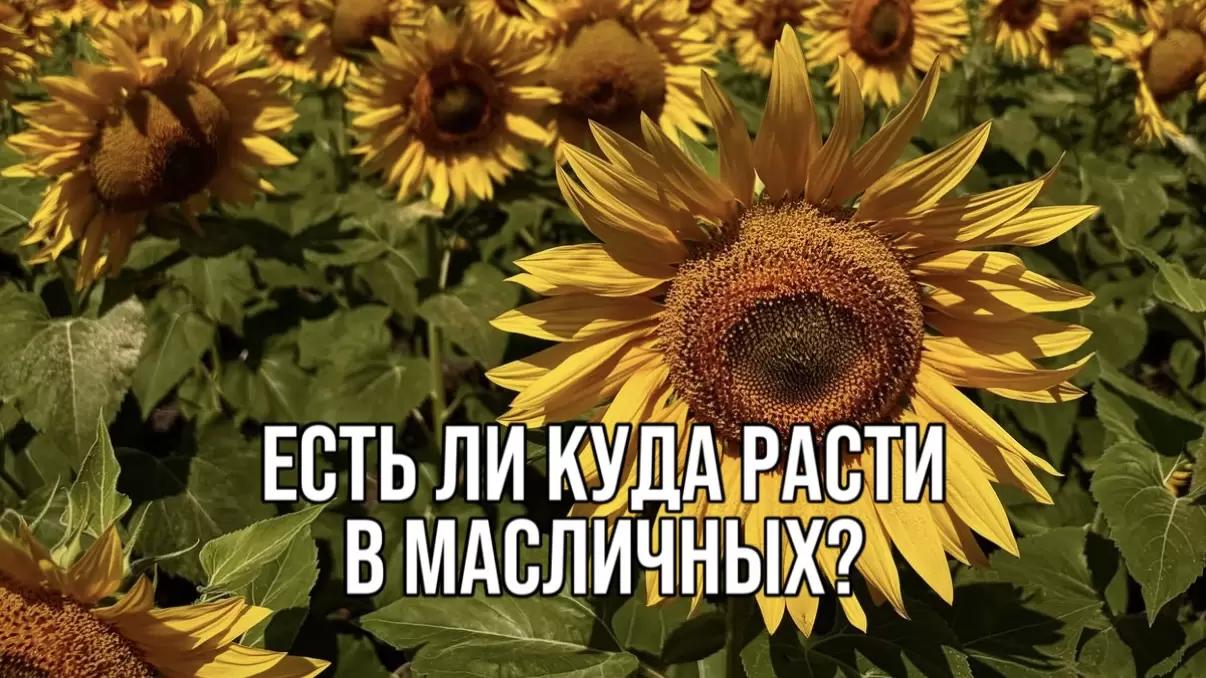 ЕСТЬ ЛИ КУДА РАСТИ В МАСЛИЧНЫХ?