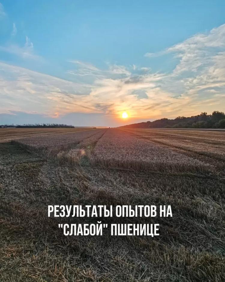 РЕЗУЛЬТАТЫ ОПЫТОВ НА "СЛАБОЙ" ПШЕНИЦЕ