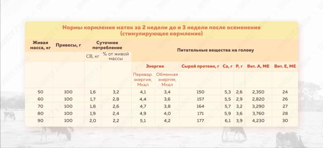 Подготовка овцематок к случке